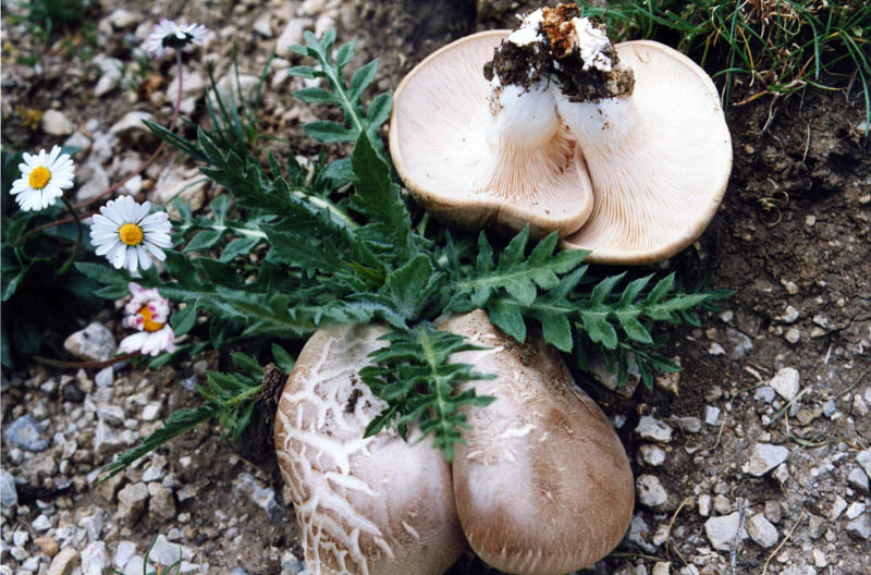 Pleurotus a confronto!